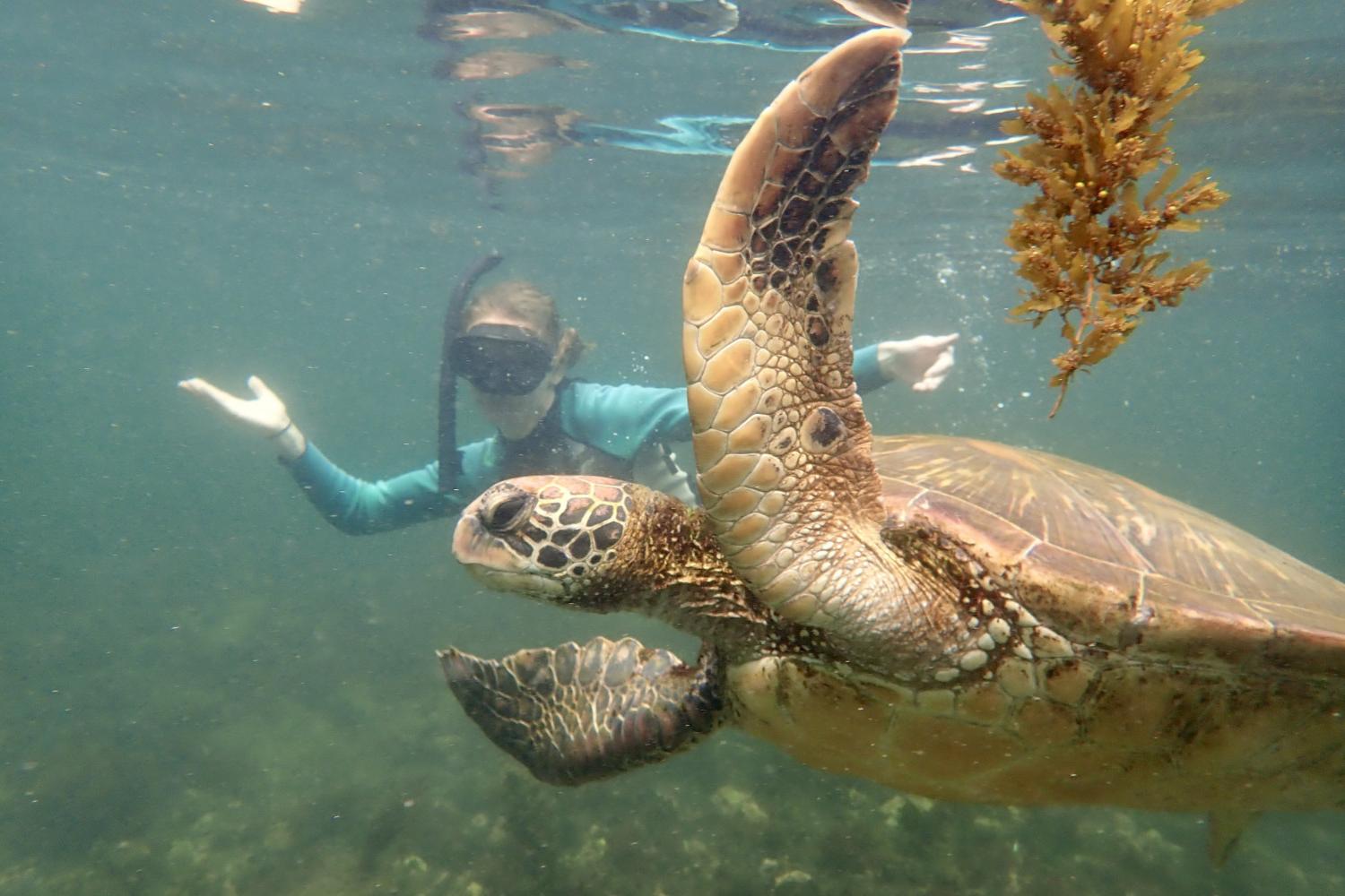 一名<a href='http://ie.m3csl.net/'>全球十大赌钱排行app</a>学生在Galápagos群岛游学途中与一只巨龟游泳.